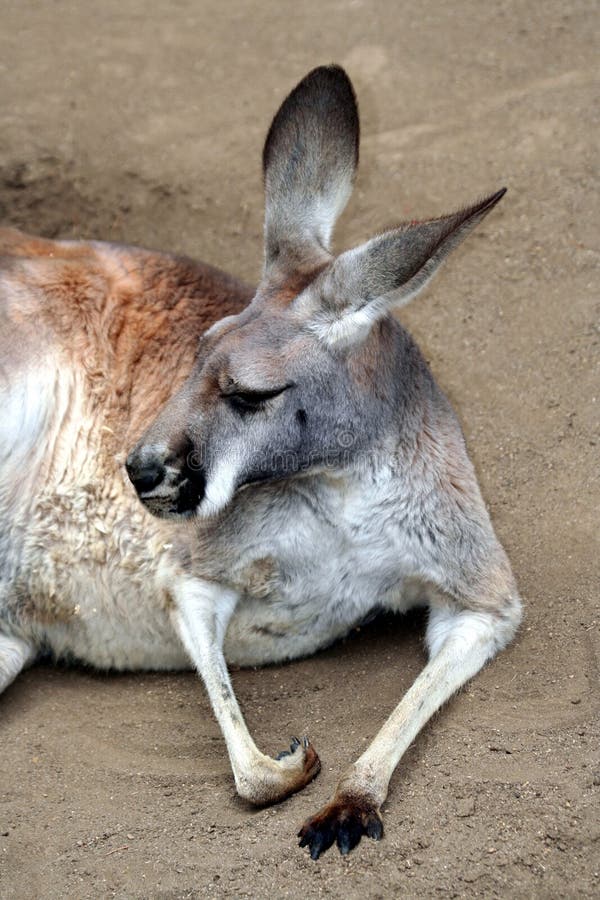 Kangaroo