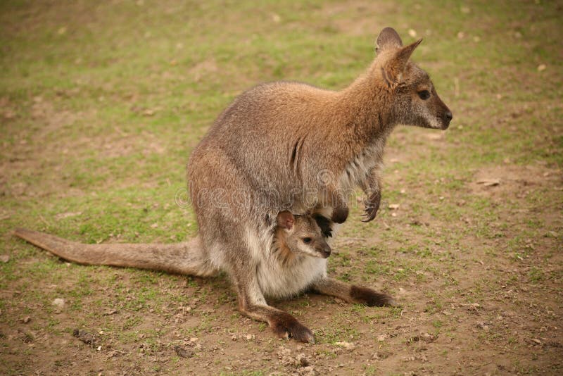 Klokan-Matka s dieťaťom v zoo.