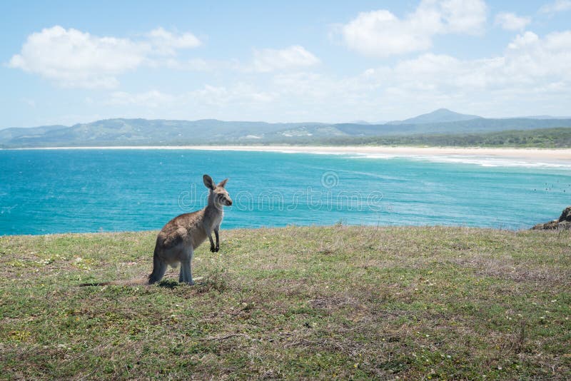 Kangaroo Baby on the beach. royalty free stock photos Kangaroo Baby on the beach. royalty free stock photos