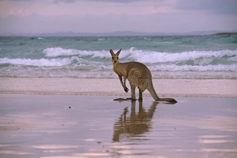 Velký klokan těší pláž západ slunce na australský pobřeží, ostrov,.