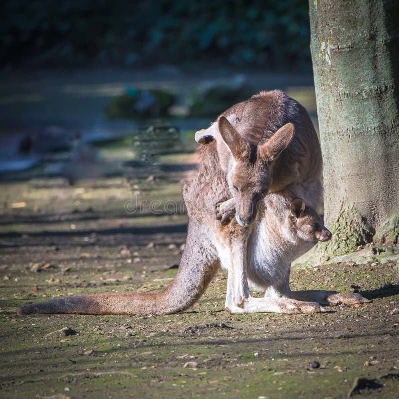 Kangaroo stock photo. Image of marsupial, gigantic, child - 130983462