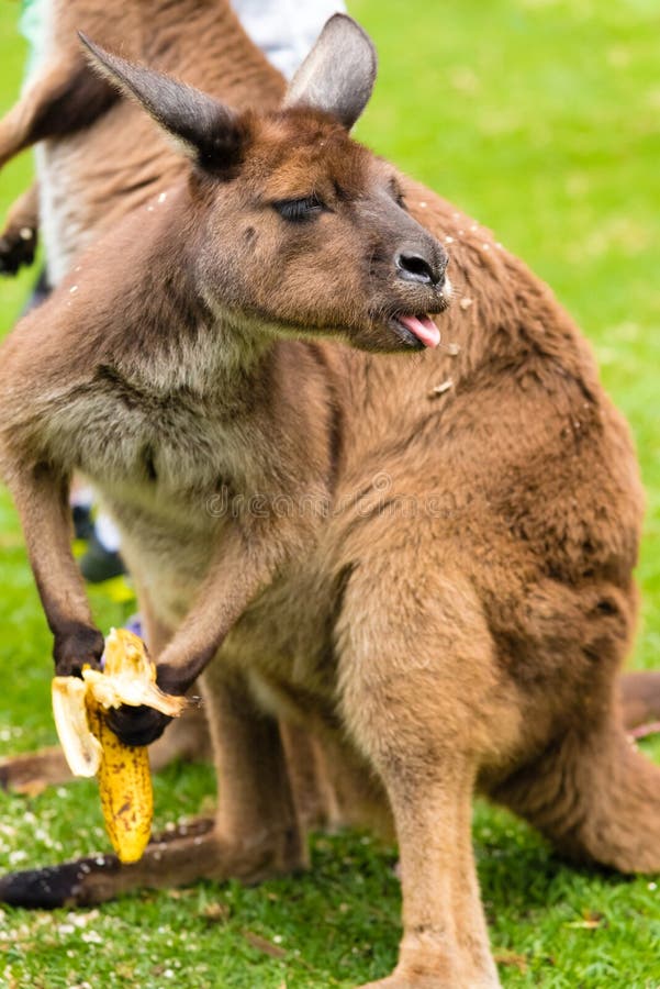 Kangaroo Eating a Banana with a Funny Face Stock Photo - Image of sweet ...