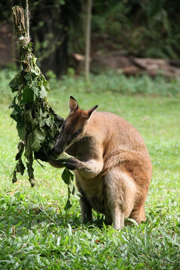 Kangaroo eating in a zoo stock image. Image of kangaroo 26089419