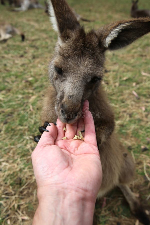 Kangaroo Feeding stock image. Image of close, cute, eyes 32822983
