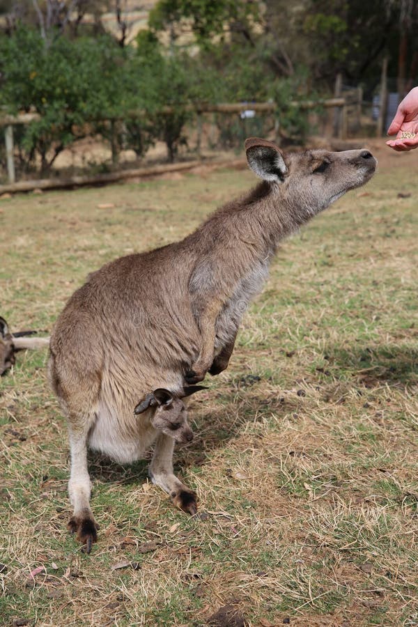 Kangaroo feeding baby joey stock photo. Image of feeding 28490732