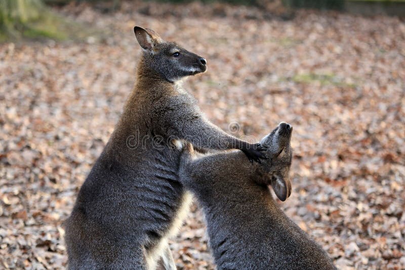 Kangaroo fight