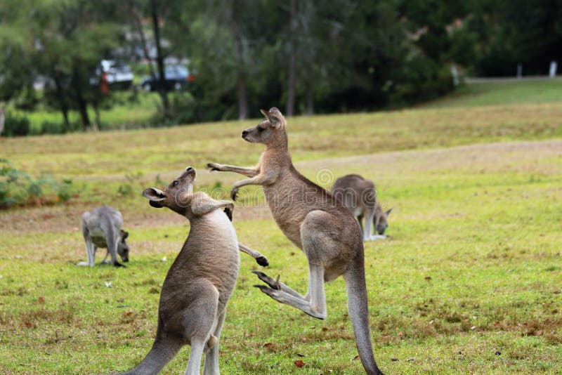 Fighting kangaroo stock photo. Image of tail, dominance 33870844