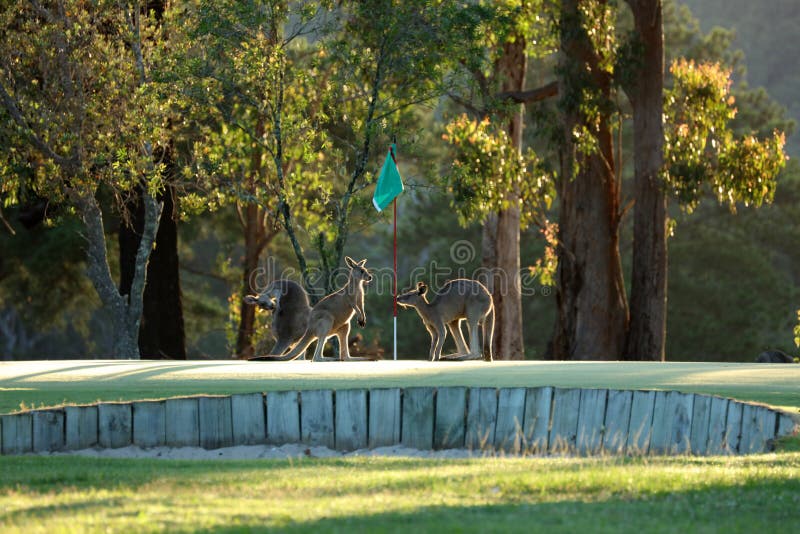 Kangaroo on a Golf Course in Australia Stock Photo Image of mammalia, cute 185908976