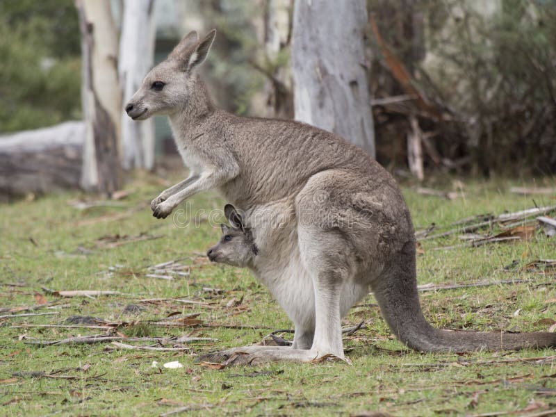Kangaroo with Joey Hanging Out of Pouch Stock Photo - Image of animal,  young: 30597228