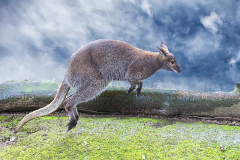 Jumping Red Kangaroo on the Beach, Australia Stock Image Image of