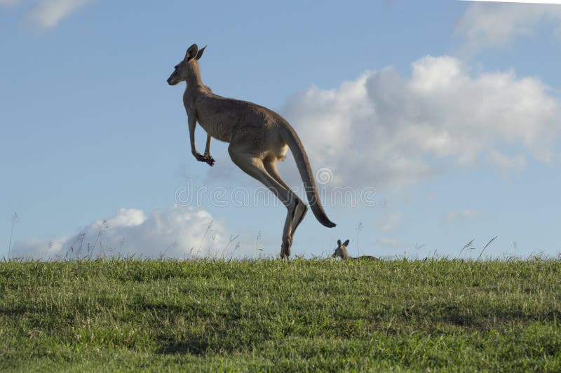 Kangaroo Jumps Against Blue Sky Stock Photo - Image of furry, marsupial ...