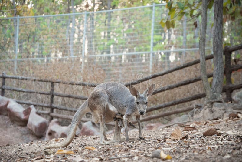 Kangaroo stock photo. Image of baby, jump, eastern, national 152565708