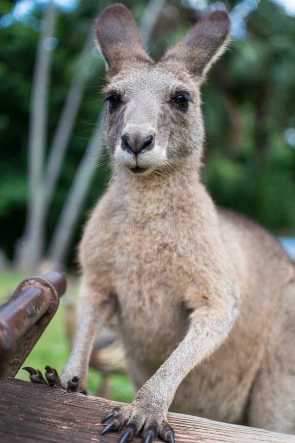 Kangaroo Making Funny Face Stock Photos - Free & Royalty-Free Stock Photos  from Dreamstime