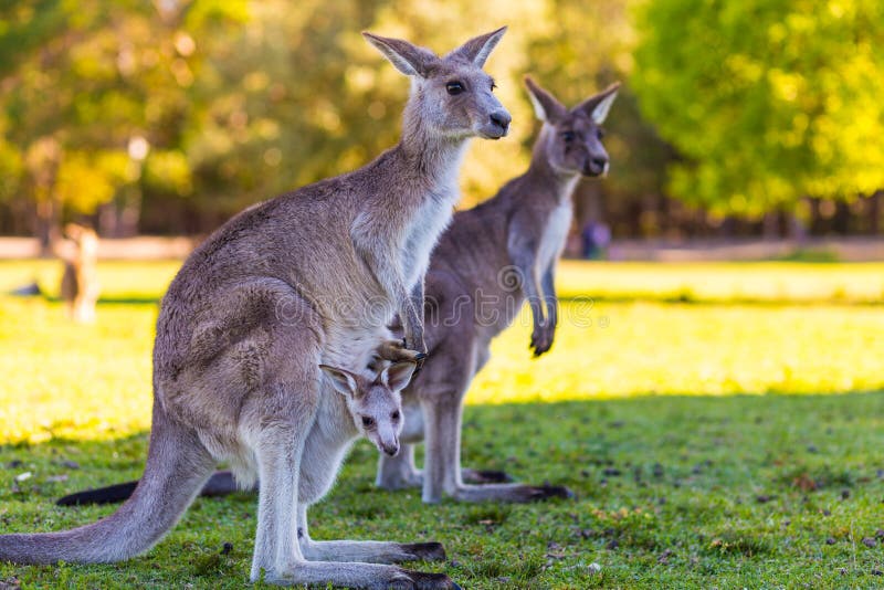 Kangaroo Mother and Baby in Pouch Stock Image Image of closeup, eyes