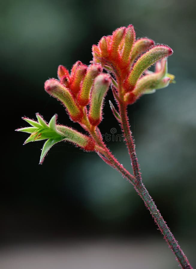 Kangaroo paw