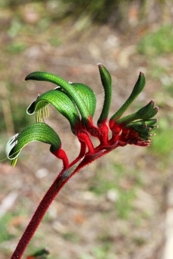 Flowers Kangaroo paw stock image. Image of green, detail 227695