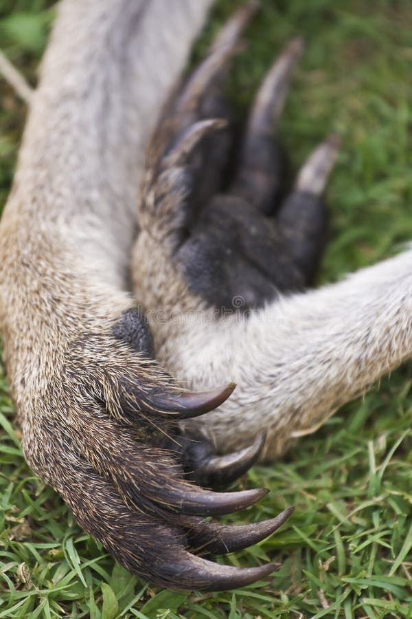 Kangaroo Paw stock photo. Image of brown, mammal, claw 8277732