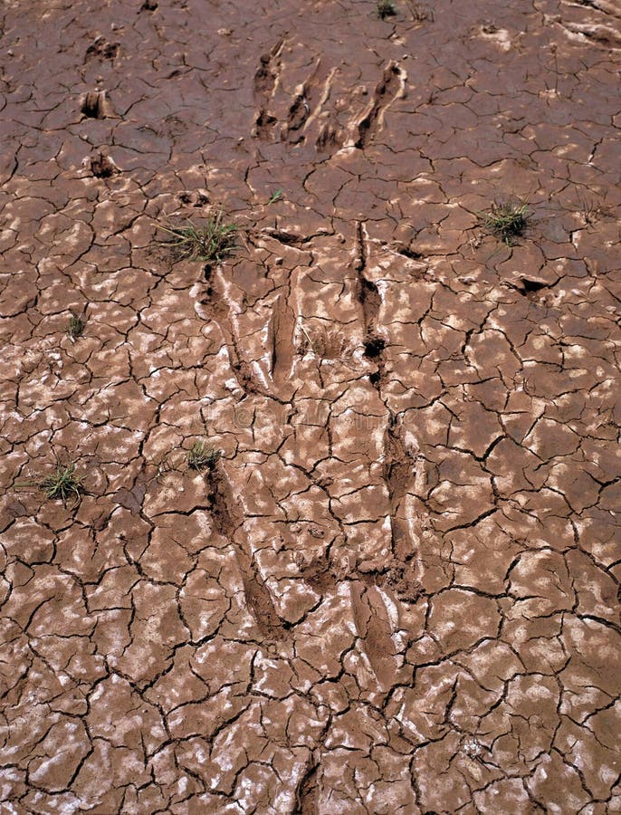 Kangaroo tracks stock images