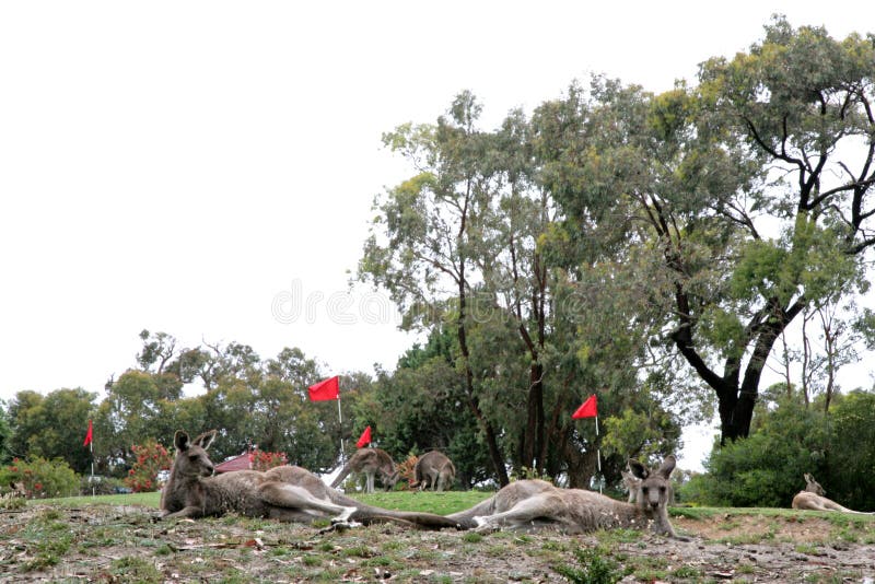 Kangaroos relaxing by the green on Angelsea Golf Course. Kangaroos relaxing by the green on Angelsea Golf Course