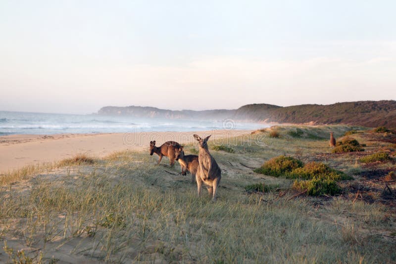 Kangaroos pasienkov na pláži Austrálskeho pobrežia.
