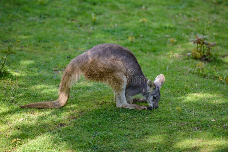 Kangaroos Resting in the Shade Stock Image Image of portrait, country