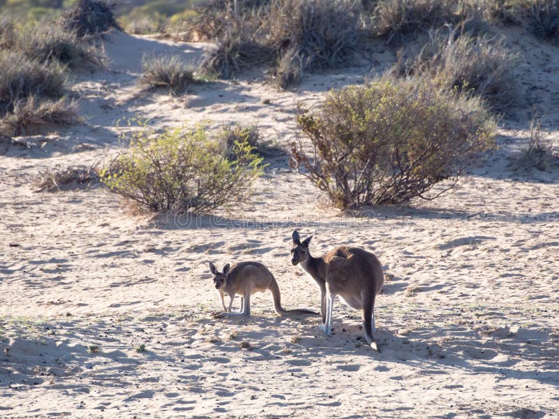 Kangaroos on the shore of Murchison River, Kalbarri National Park, Western Australia