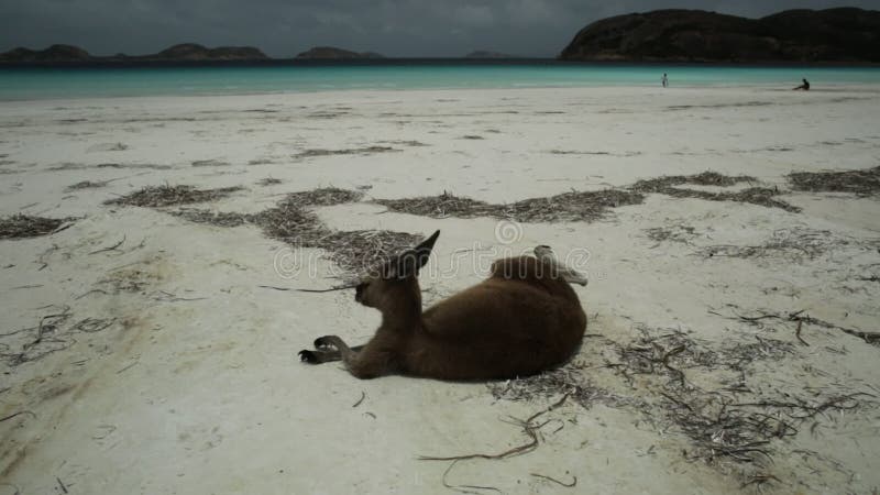 Kangoeroe die zich in Lucky Bay bevinden