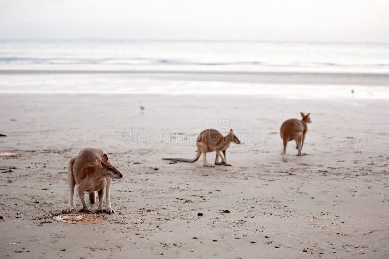 Kangoeroes die op het Strand voeden royalty-vrije stock afbeelding Kangoeroes die op het Strand voeden royalty-vrije stock afbeelding