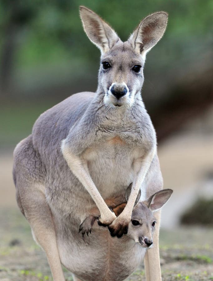 Kangourou gris australien avec la chéri/joey dans la poche photo libre de droits Kangourou gris australien avec la chéri/joey dans la poche photo libre de droits