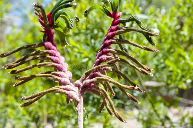Kangourou Paw Plant photo libre de droits Kangourou Paw Plant photo libre de droits