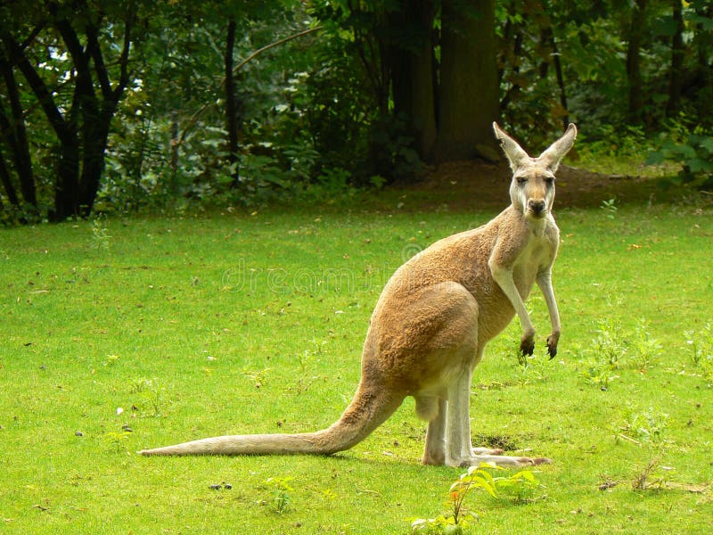 Kangourou rouge Kangourou rouge
