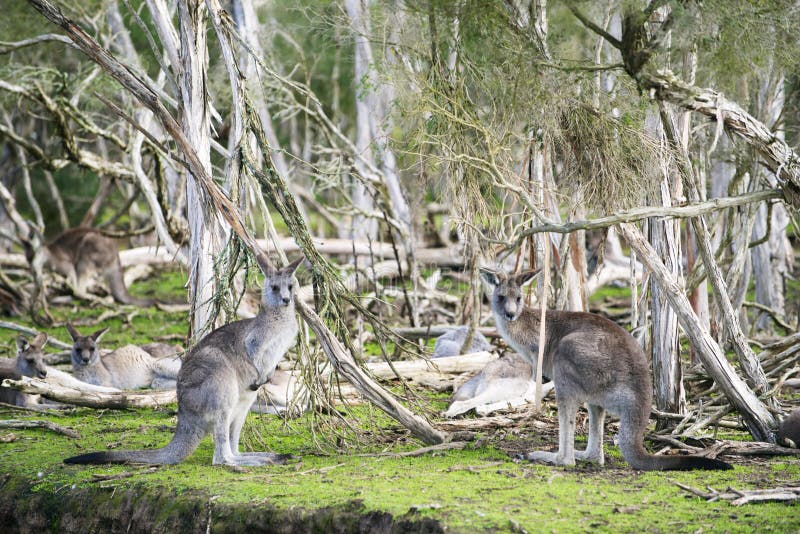 Kangaroos in Phillip Island Wildlife Park. Kangaroos in Phillip Island Wildlife Park