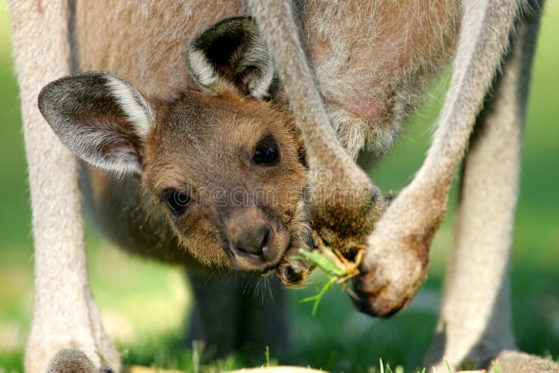 Australian Western Grey Kangaroos in the wild. Australian Western Grey Kangaroos in the wild