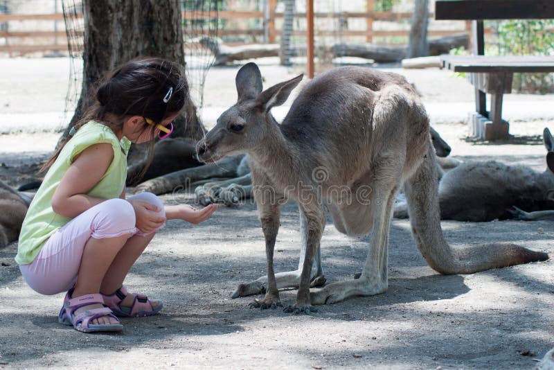 Girl feeding kangaroos at the zoo Gan Guru in Israel. Girl feeding kangaroos at the zoo Gan Guru in Israel