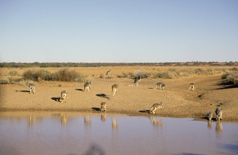 Red kangaroos drinking from a water hole in far Western,New South Wales,Australia. Red kangaroos drinking from a water hole in far Western,New South Wales,Australia.