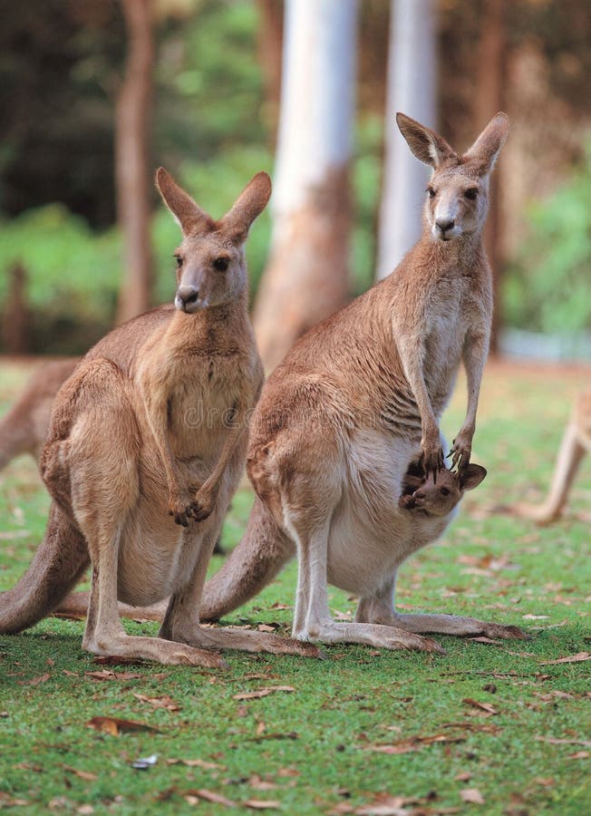 Kangaroos on Ground Details. Kangaroos on Ground Details