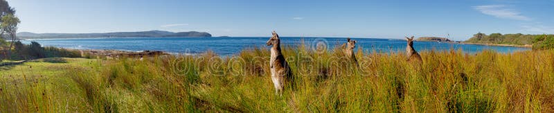 Kangaroos on watch at an australian beach. Kangaroos on watch at an australian beach