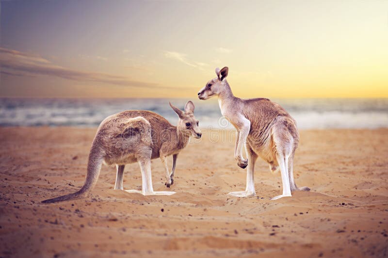 Kangaroos at the beach in Australia. Kangaroos at the beach in Australia