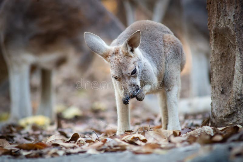 Kangur jest symbolem narodowym Australii