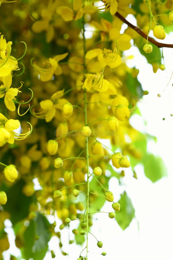 Cassia Fistula -kanikonna Flowers in the Tree Stock Image - Image of natural, floral: 142576797 Cassia Fistula -kanikonna Flowers in the Tree Stock Image - Image of natural, floral: 142576797