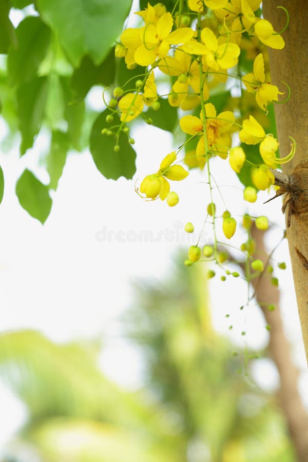 193 Vishu Flowers Stock Photos - Free & Royalty-Free Stock Photos from  Dreamstime