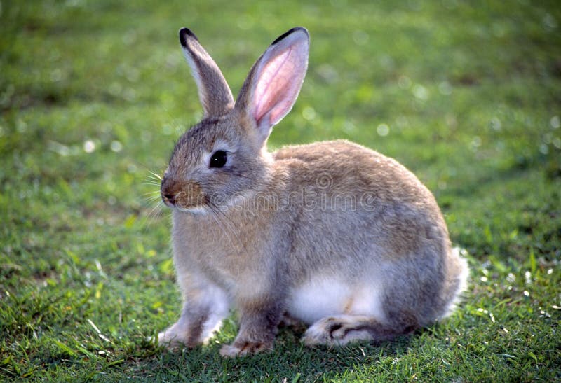 Kaninchen lizenzfreies stockfoto Kaninchen lizenzfreies stockfoto