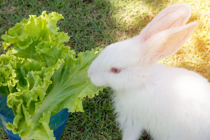 Dürfen Kaninchen Salat essen??