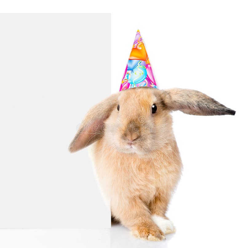 Rabbit in birthday hat peeks out from behind a blank banner. Isolated on white background. Rabbit in birthday hat peeks out from behind a blank banner. Isolated on white background.