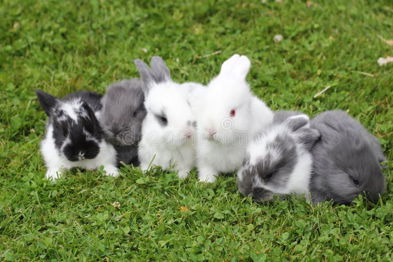 Kaninchen im Gras stockbild. Bild von häschen, säugetier - 163165365