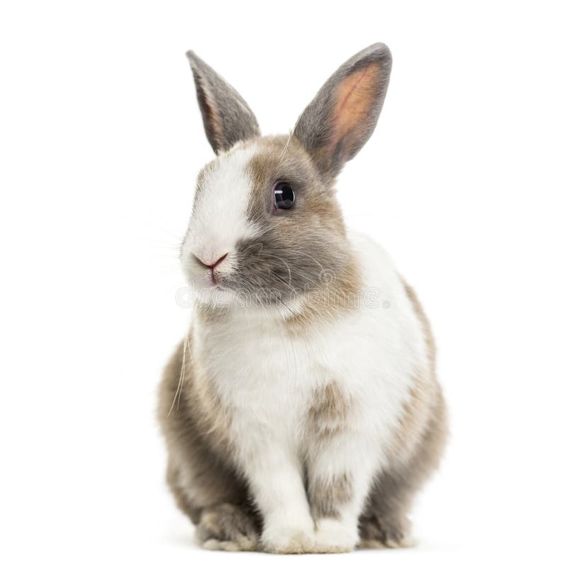 Kaninchen, 4 Monate alte, sitzend gegen weißen Hintergrund