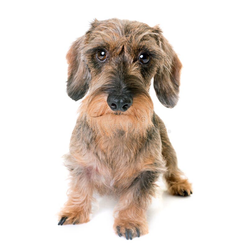 Kaninchen Wirehaired Dachshund Stock Photo Image of kaninchen