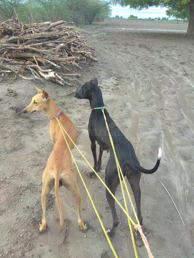 Kanni dei cani da caccia e condizione indiani di chippiparai con un orgoglio nel campo cercante fotografia stock Kanni dei cani da caccia e condizione indiani di chippiparai con un orgoglio nel campo cercante fotografia stock