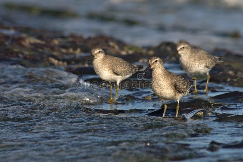 Kanoet, Czerwona kępka, Calidris canutus obraz stock Kanoet, Czerwona kępka, Calidris canutus obraz stock