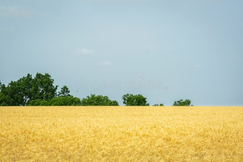 Kansas golden wheat field royalty free stock photography